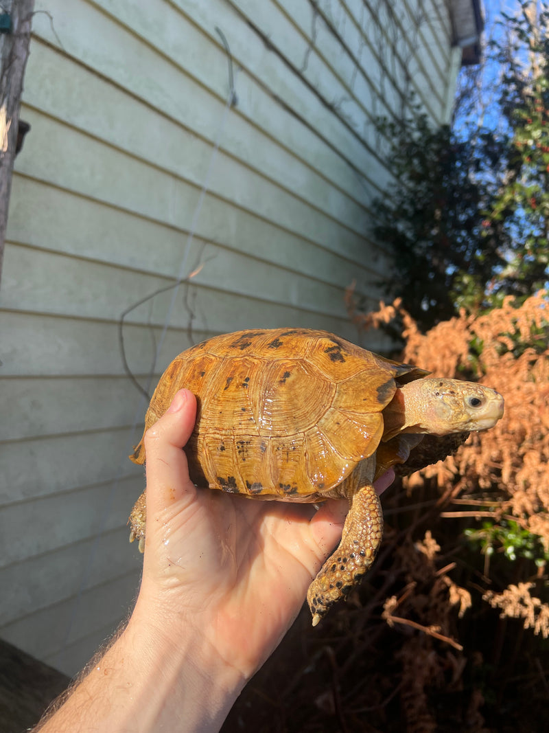 Forstens Tortoise Adult  Male 11 (Indotestudo forstenii)