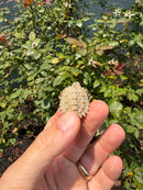 Albino Florida Snapping Turtle 2026
