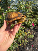 Hypo Yellow Scorpion Mud Turtle Adult Pair