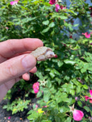 Albino Florida Snapping Turtle 2026