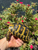 Eastern Hermann's Tortoise Adult Female