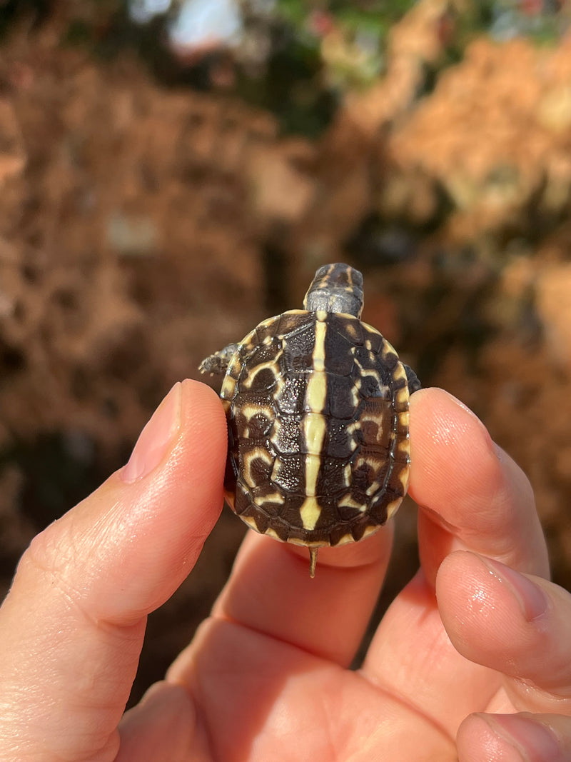 HI YELLOW Florida Box Turtle Baby