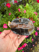 Twist-necked Turtle LTC Female
