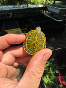 Orange Flame Baby Florida Red Bellied Turtle 2025