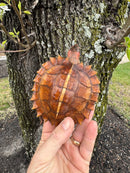 Spiny Hill Turtle CB 2024