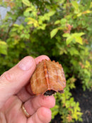 Hi Orange Vietnamese Black Breasted Leaf Turtle Baby 2026
