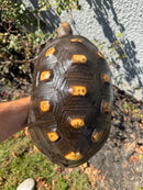 Barbados Red Foot Tortoise Adult Female