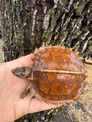 Spiny Hill Turtle CB 2024