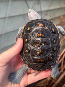 Ornate Diamondback Terrapin Female