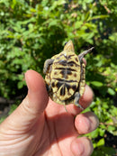 HI YELLOW Florida Box Turtle