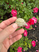 Albino Florida Snapping Turtle 2026