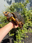 Red Foot Tortoise Adult Male