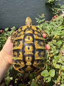 Eastern Hermann's Tortoise Adult Female
