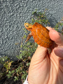 Bourret's Flowerback Box Turtle 2026