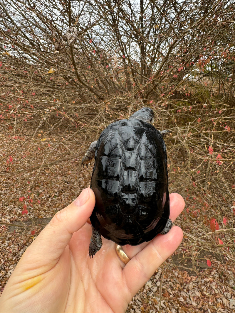 African Dwarf Mud Turtle Adult Female