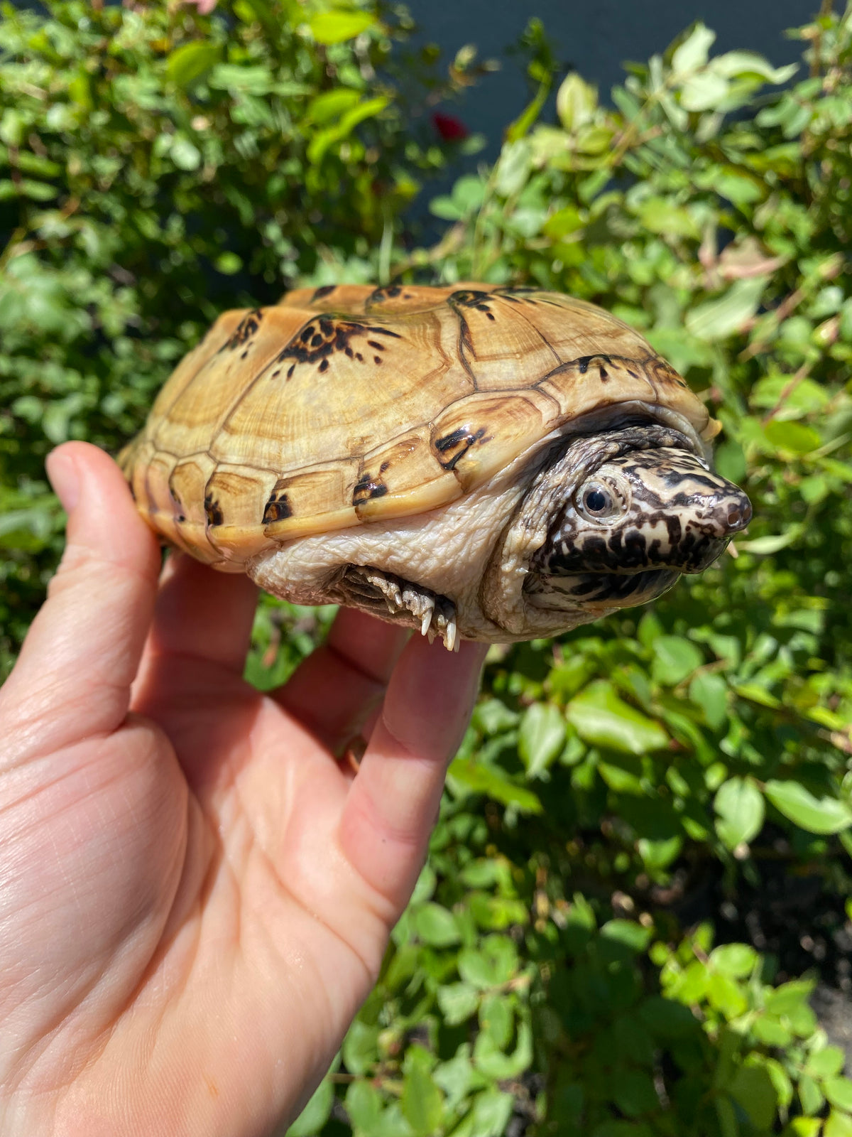 Mexican Giant Musk Adult Pair #2601 (Staurotypus triporcatus)