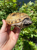 Mexican Giant Musk Adult Pair