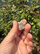 Albino Florida Snapping Turtle 2026
