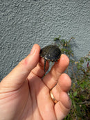 West Coast Pond Turtle Baby