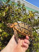 Libyan Greek Tortoise Adult Male