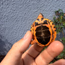 Vietnamese Three-striped Box Turtle