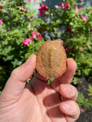 Hypo Peach Geoffroy's Sideneck Turtle
