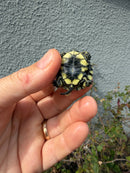 West Coast Pond Turtle Baby