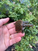 Pastel Clown Florida Softshell