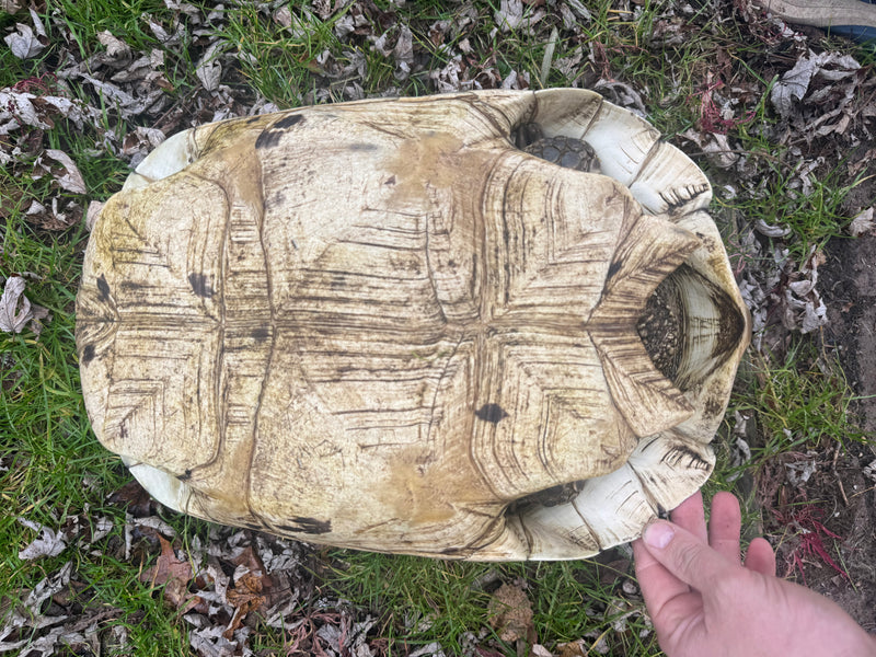 South African Giant Leopard Tortoise Adult Female
