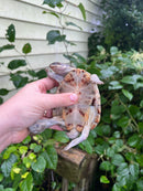 Adanson's Mud Turtles Pair