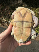 Roti island Snake Neck Turtle Adult