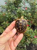 Pancake Tortoise Baby 2026