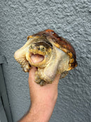Hypomelanistic Common Snapping Turtle 2024