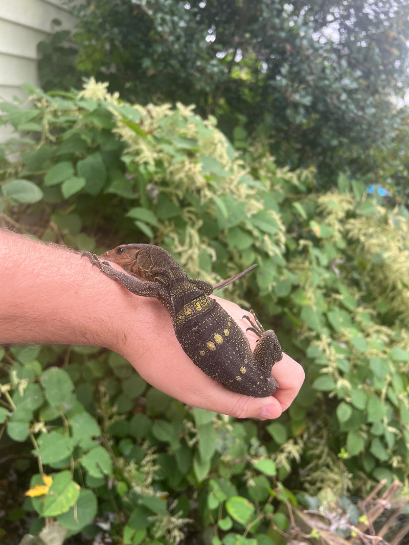 Spiny-neck Monitor