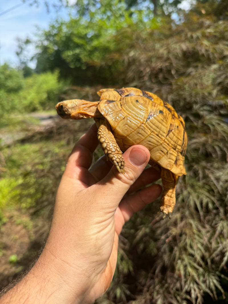 Syrian Golden Greek Tortoise Pair