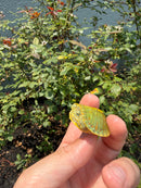 Pastel Clown Red Eared Slider Turtle