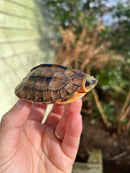 Golden Coin Box Turtle 2023