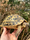 Libyan Greek Tortoise Adult Female