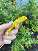 Crimson Red Albino Green Iguana 2026