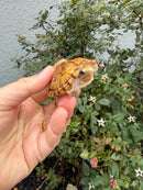 Hypo Stripe-necked Musk Turtle Adult Female