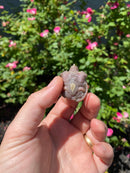 Albino Florida Snapping Turtle 2026