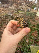 Leopard Tortoise 2025