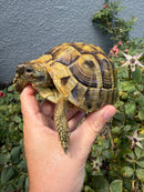 Eastern Hermann's Tortoise Adult Female