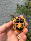 Bourret's Flowerback Box Turtle 2026