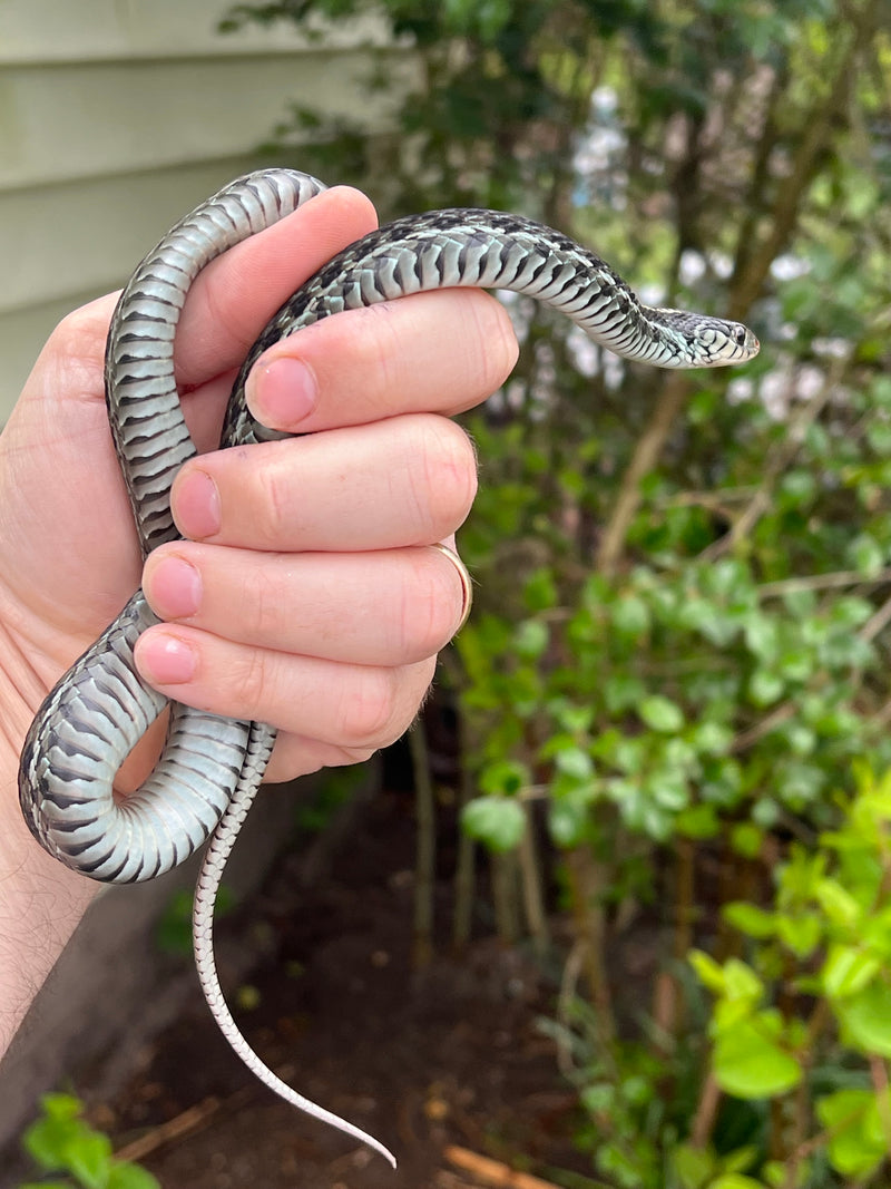 Florida Blue Garter Snake Adult Female