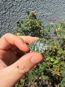 Pastel Clown Yellow Bellied Turtle 2026