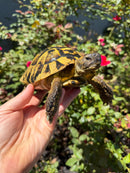 Eastern Hermann's Tortoise Adult Male