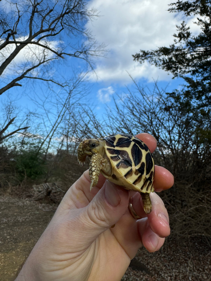 Sri Lankan Star Tortoise 2024