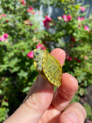 Mitch Clown Red Eared Slider Turtle