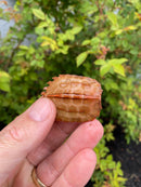Hi Orange Vietnamese Black Breasted Leaf Turtle Baby 2026